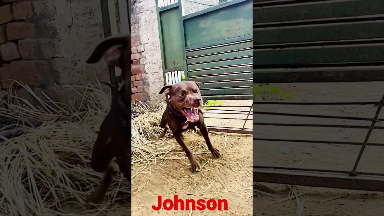 My boy johnson 😈 S/O Don 2xW Europe imp.  #Apbt power #apbt #pitbull #apbt training 💪