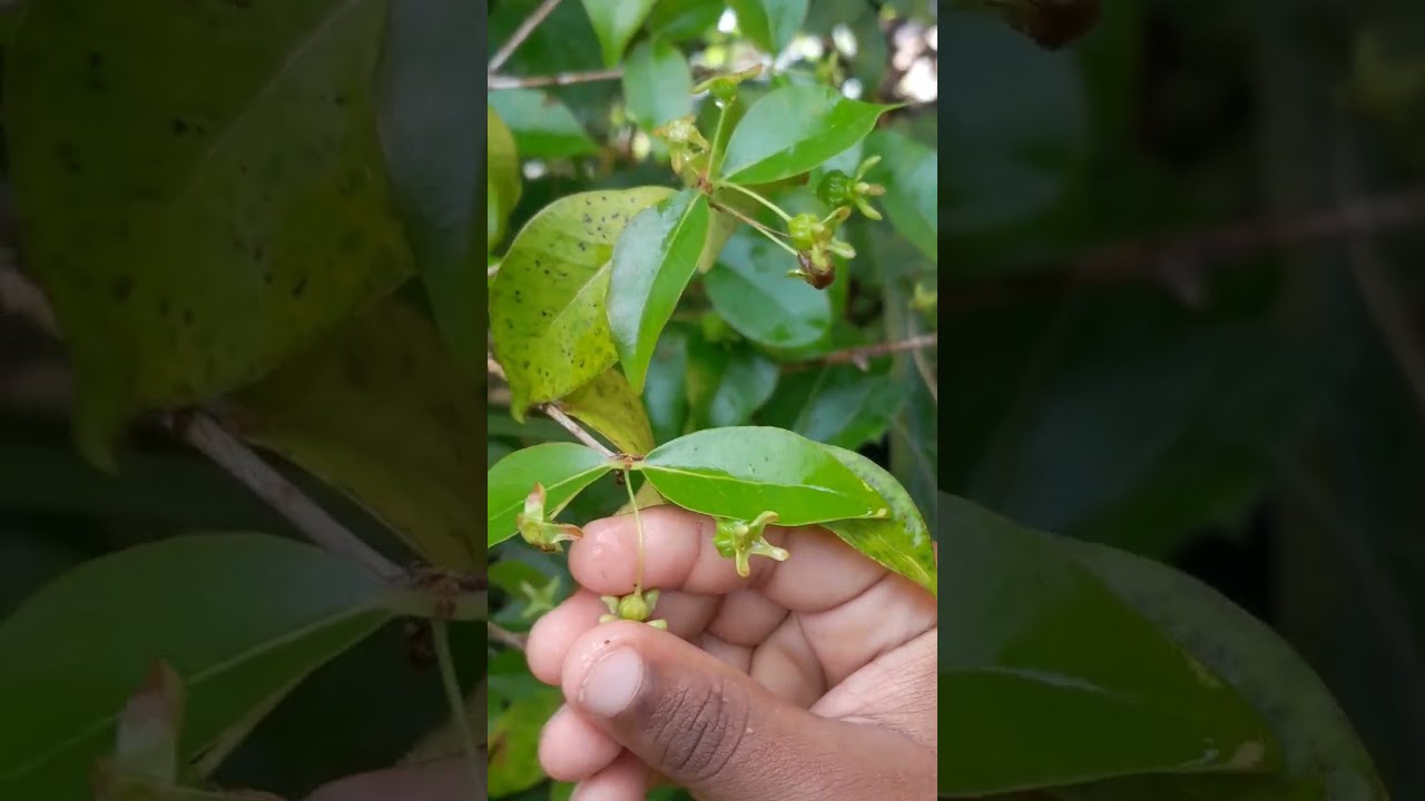 MY CERENAM CHERRY TREE 🍒 🌸