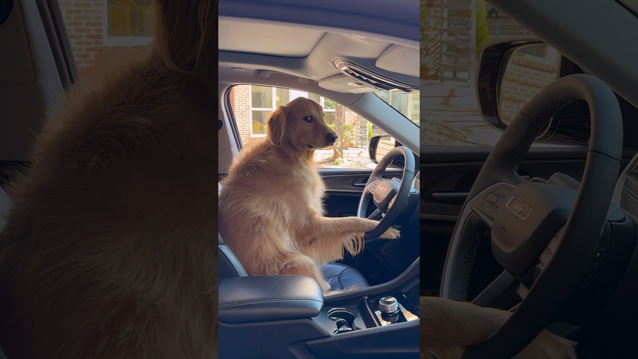 My dog became an Uber driver!
