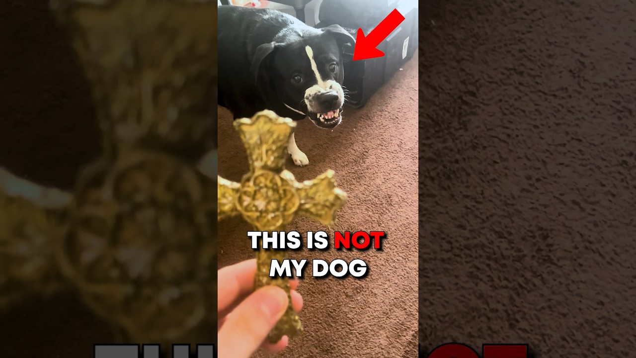My Dog came home as a Skinwalker | #scarystories #shorts #creepy