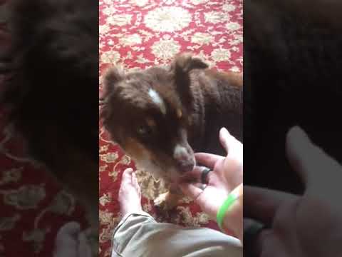 My dog licking peanut butter off my foot and hand