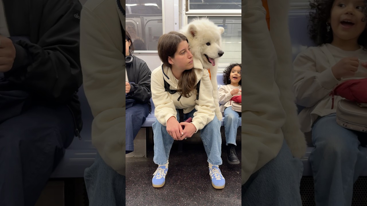 My dog rides the subway in a HUGE backpack! #samoyed #dog #shorts
