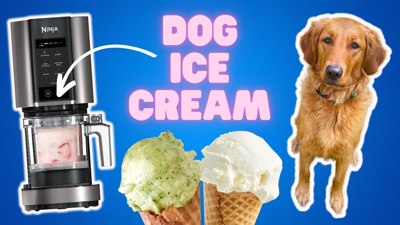 My dog tests out the Ninja Creami ice cream maker!
