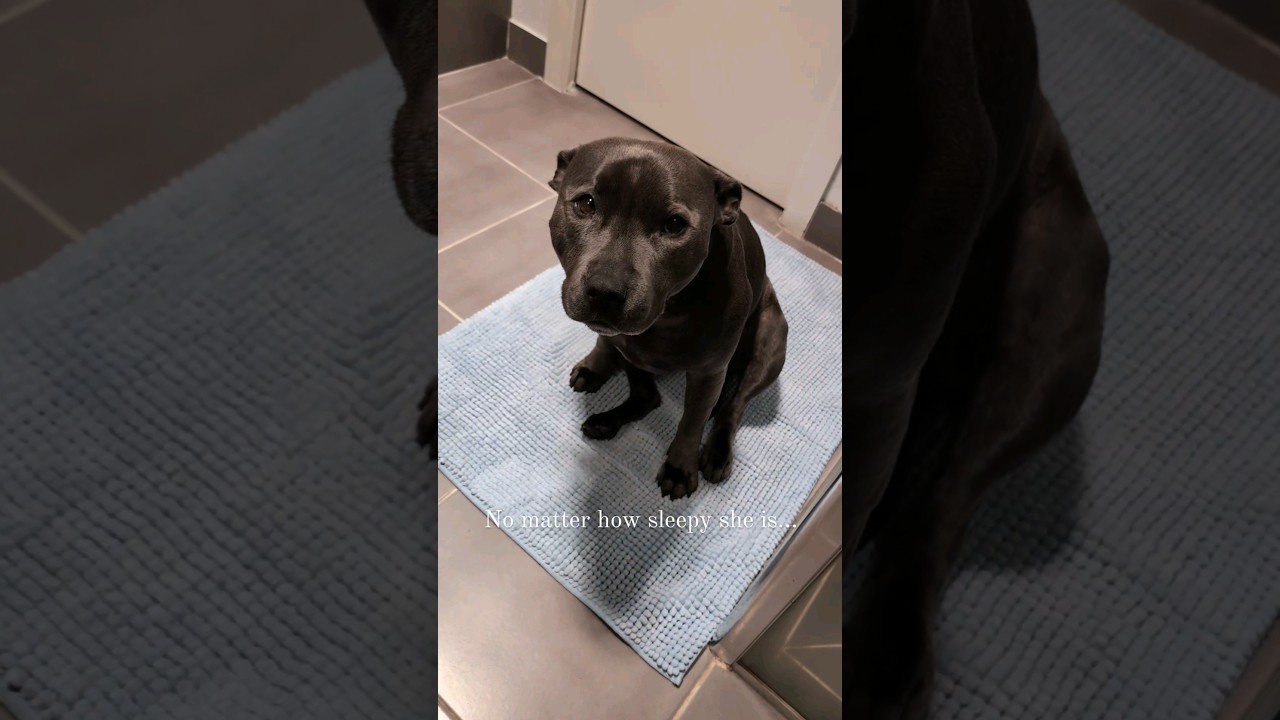 My Hero 🥰 #bluestaffy #dog #englishstaffy