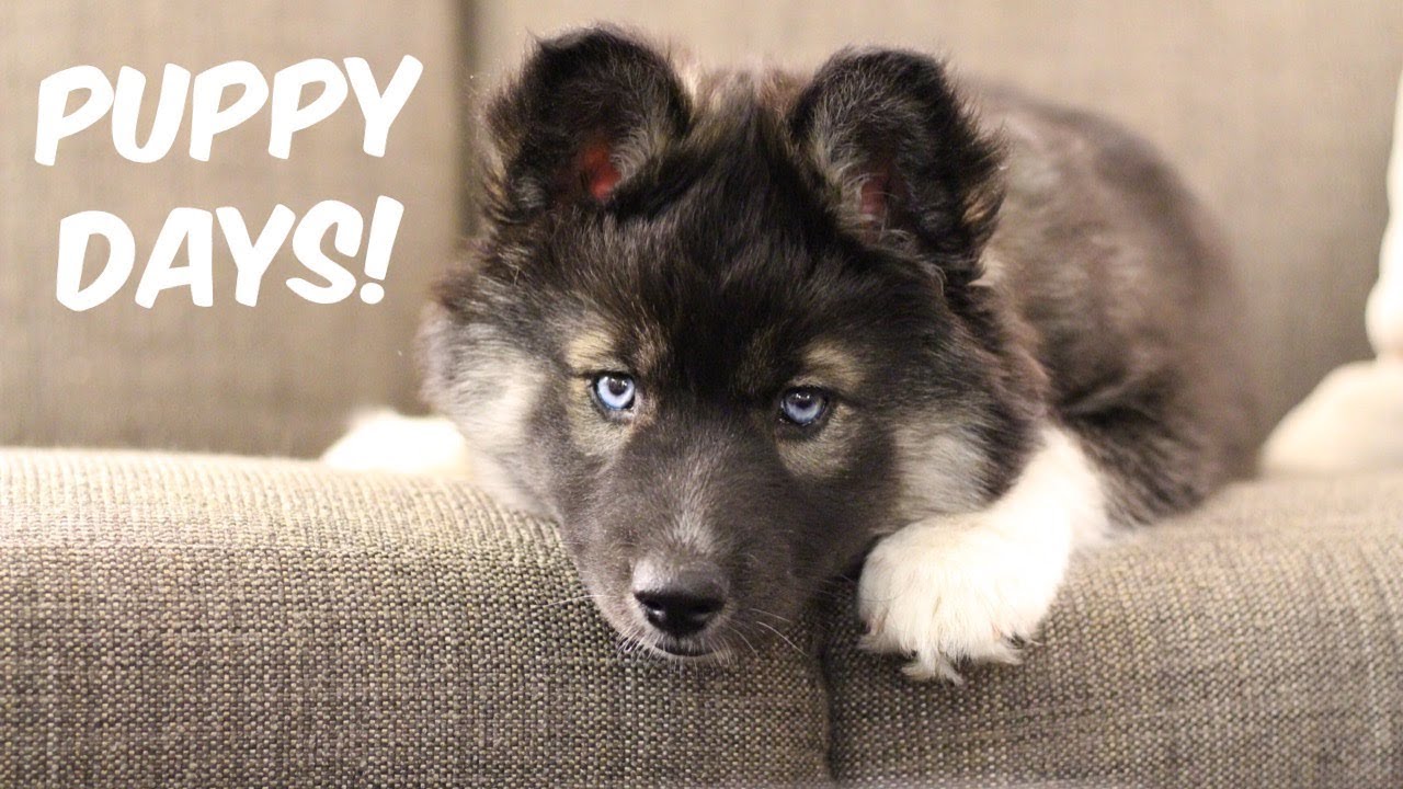 My Husky Kakoa As A Puppy!