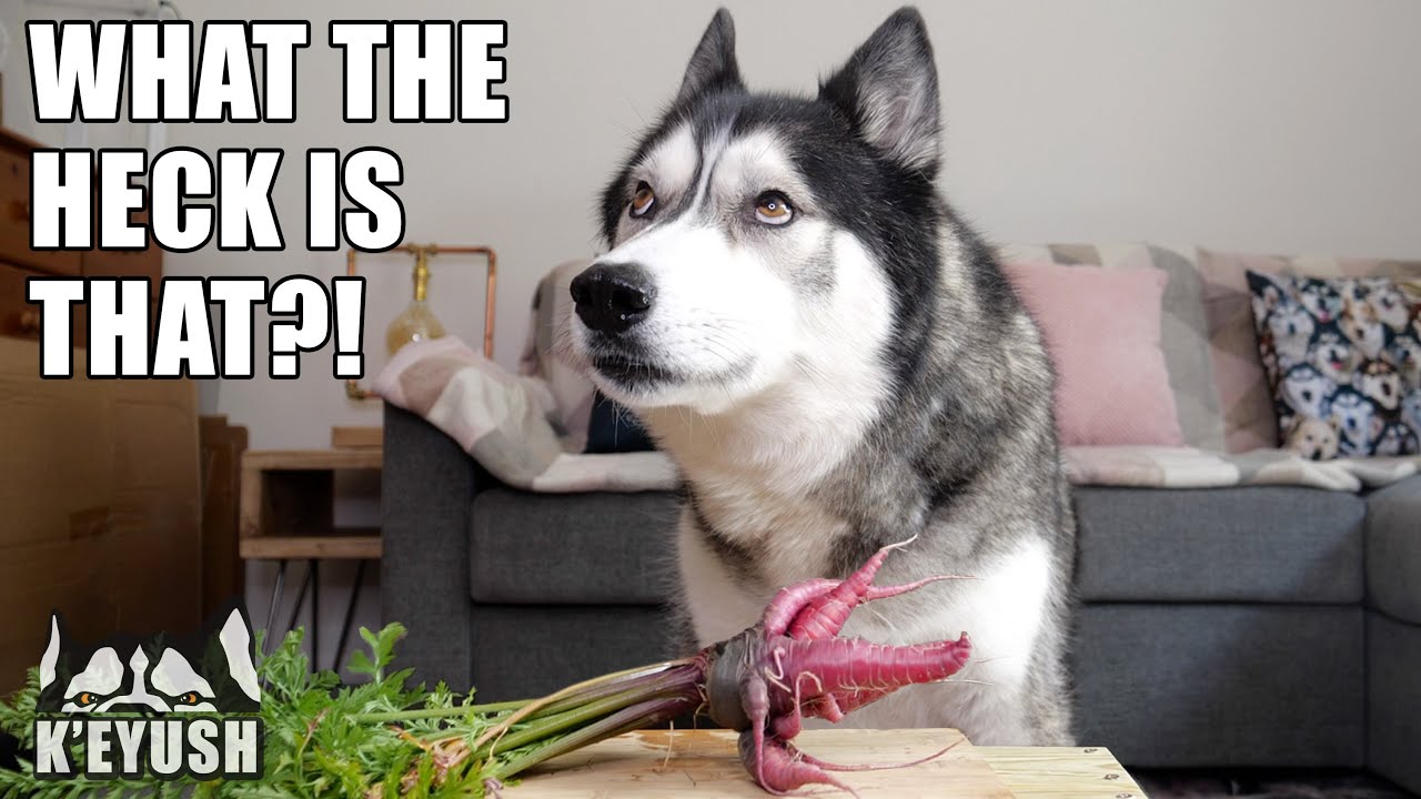 My Husky Really HATES Melon! He SMACKS it Off The Table!