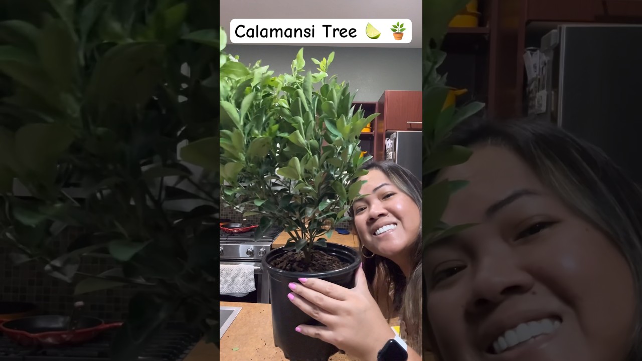 My little Calamansi Tree 🪴 🍋‍🟩 from Amazon