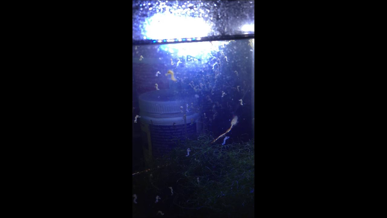 my little seahorses chasing copepods