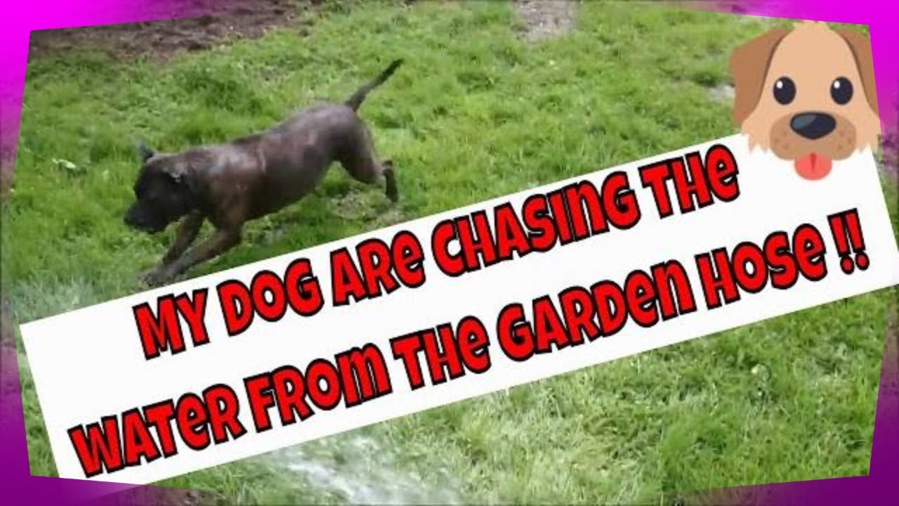 My little Staffordshire bull terrier girl are playing with the garden hose