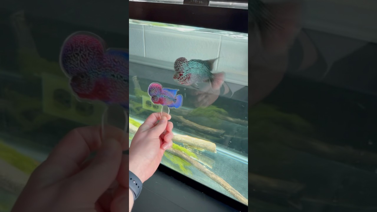 My New Flowerhorn!