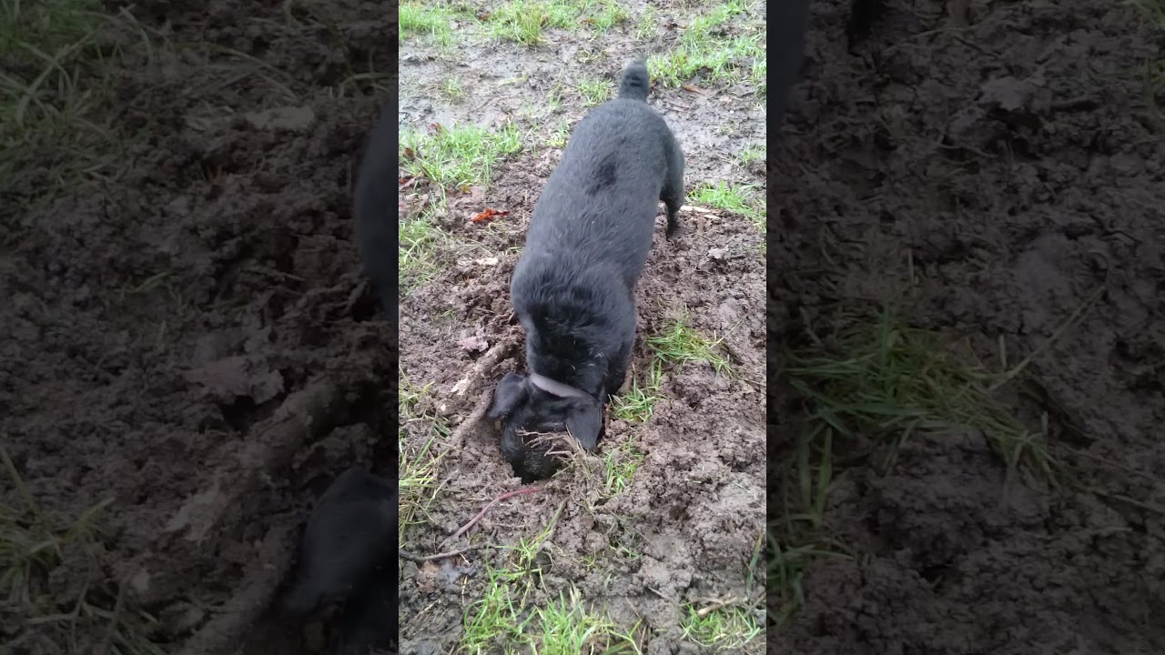 My Patterdale Belle ripping roots out.....