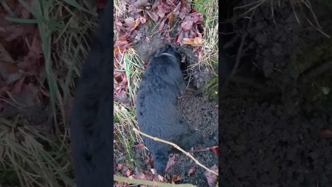 My Patterdale bitch Belle