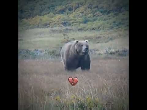 my phonk track and bears \ chapter 5