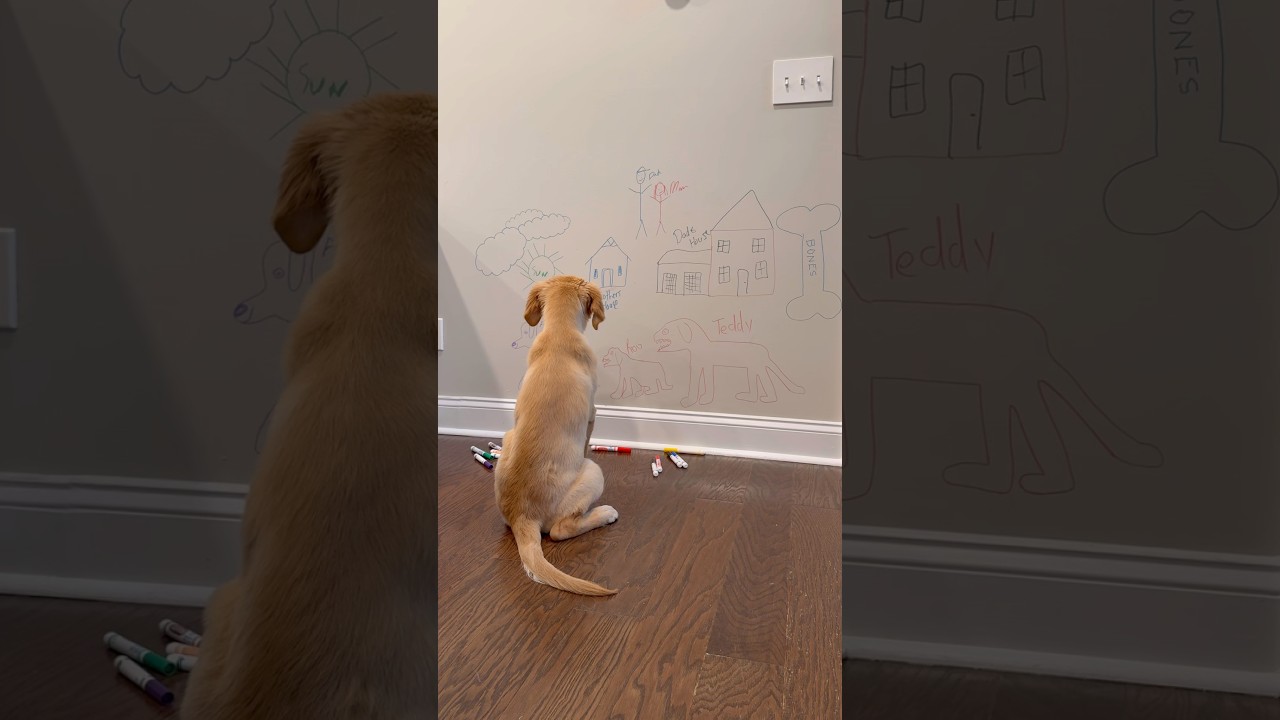 My puppy got her brothers in trouble! #goldenretrieverpuppy