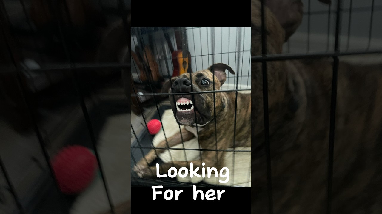 My service dog #sd#sdit#viral#trending