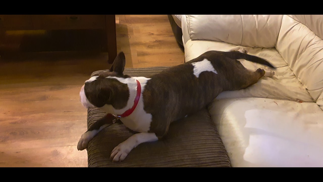 my sister's bull terrier growls like Marge Simpson