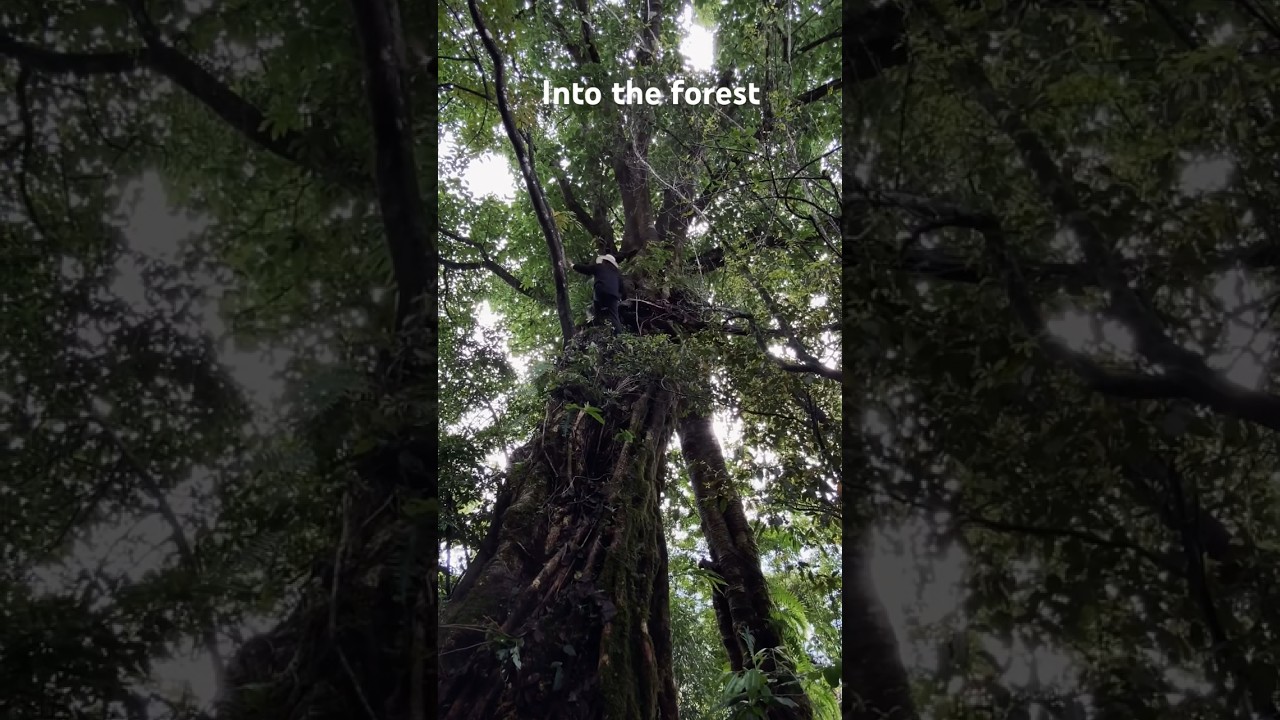 My sister’s climbing tree/ she is not afraid of heights.
