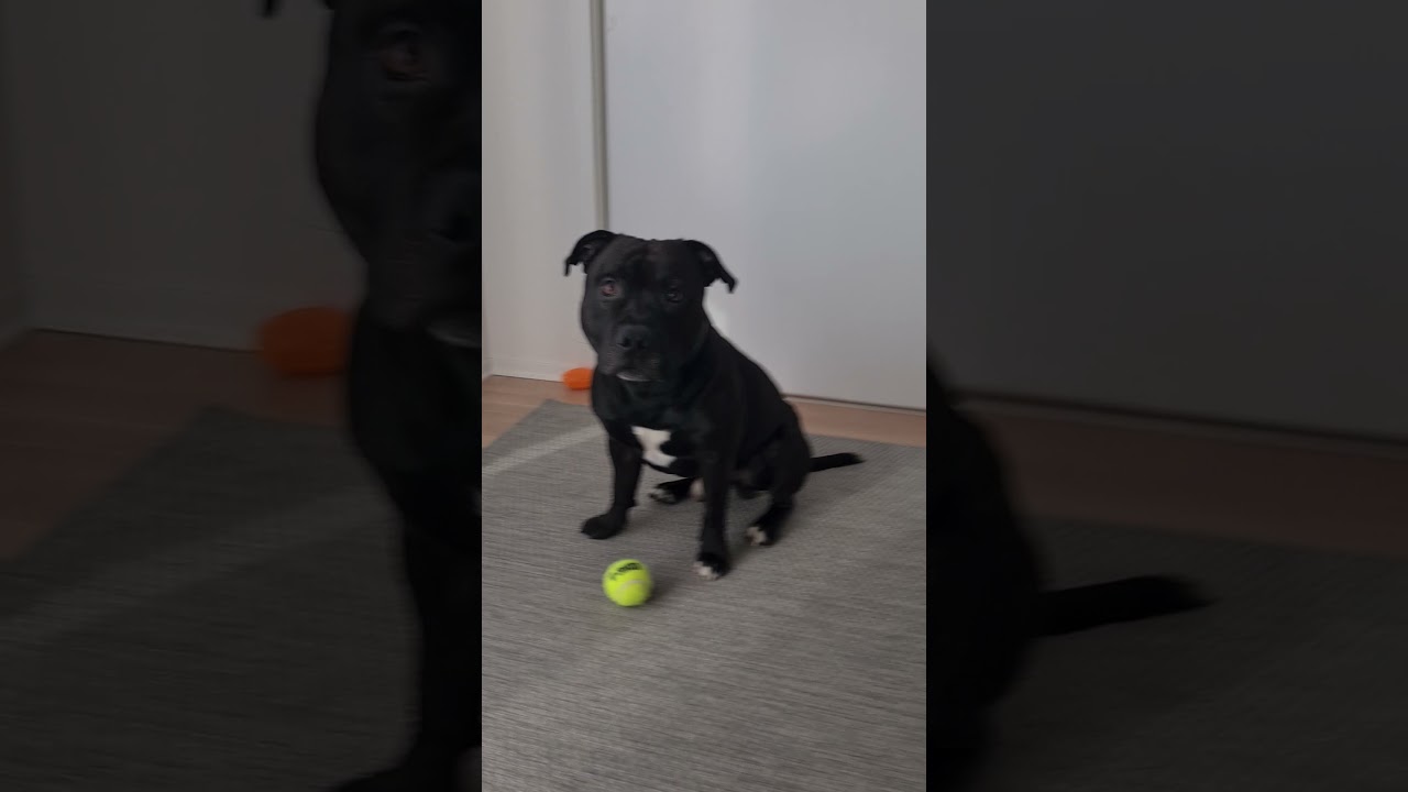 My Staffordshire Bull Terrier  Is Angry        #staffordshire #dogs #funnyanimals #viral