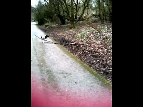 My Staffordshire bull terrier playing with big stick