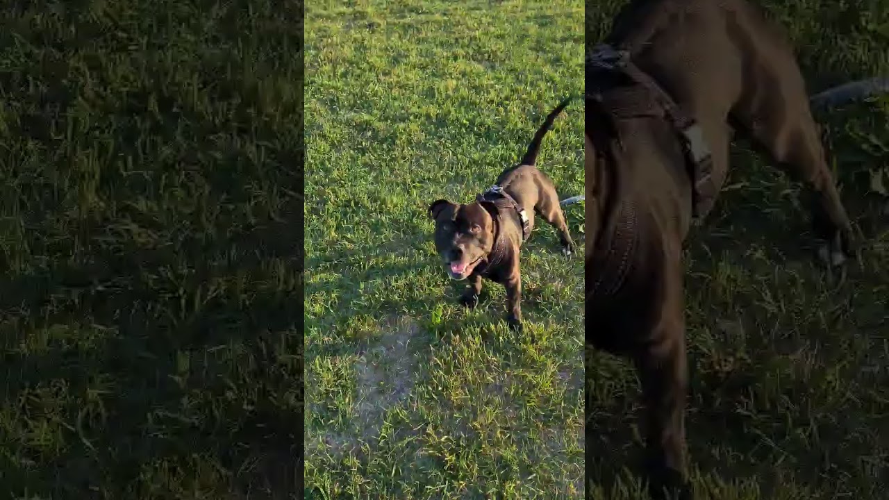 My Staffy is a super    awesome dog 🐕 #staffy #dog #staffordshirebullterrier