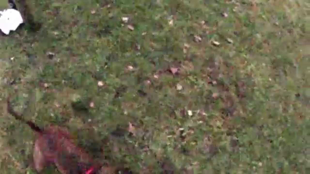 My staffy Mister playing with springpole