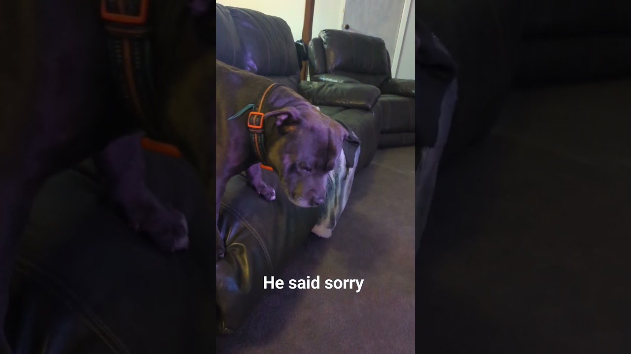 My two big dogs had a fight #viral #dog #staffy