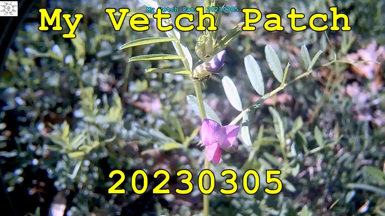My Vetch Patch 20230305