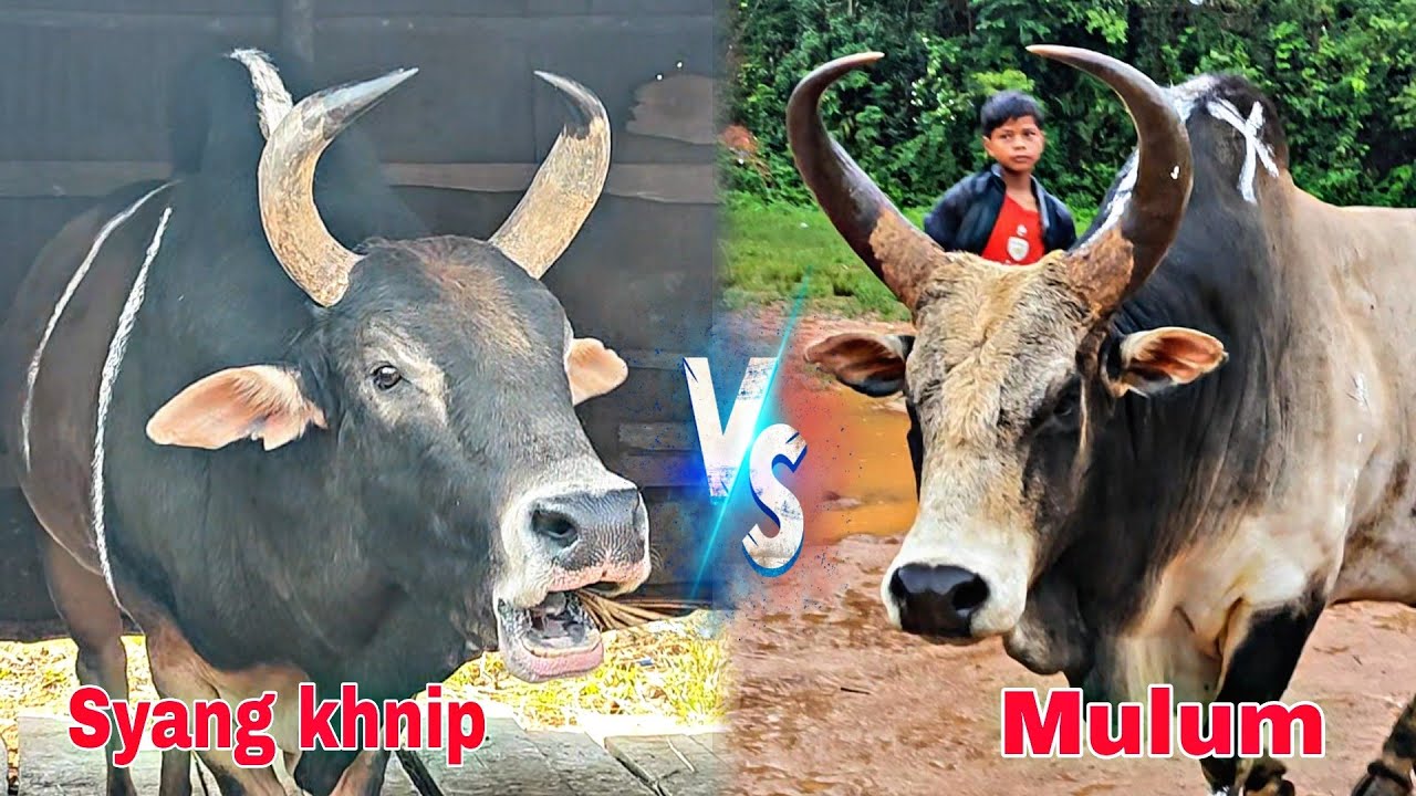 Mynta ka sngi 1tarik yn iakhun U Mulum bad u Syang khnip cost jaka byndihati