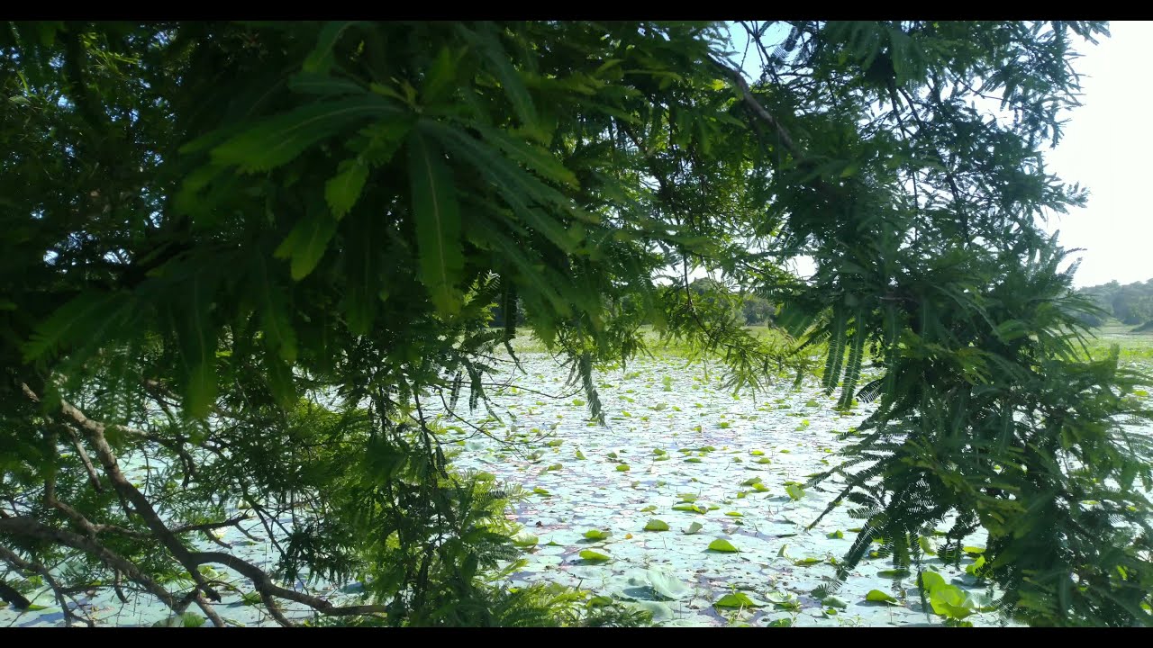 myrobalan tree in lake view in a windy day with wind sounds