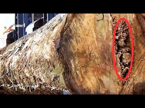 mysterious wood || more than 20 years this wood has been neglected || sawmill