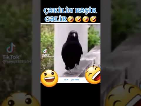 ƏN GÜLMƏLİ TİK TOK VİDEOLARI #5(AKTYOR QARĞA)