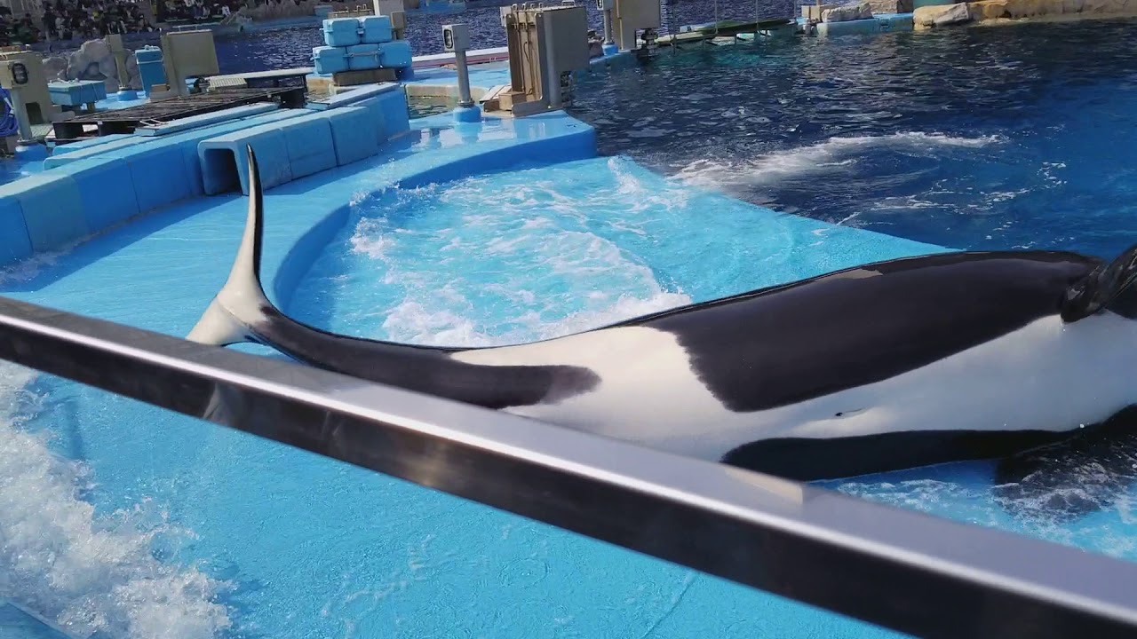 Nagoya aquarium - Killer whale coming out of the water to poop!