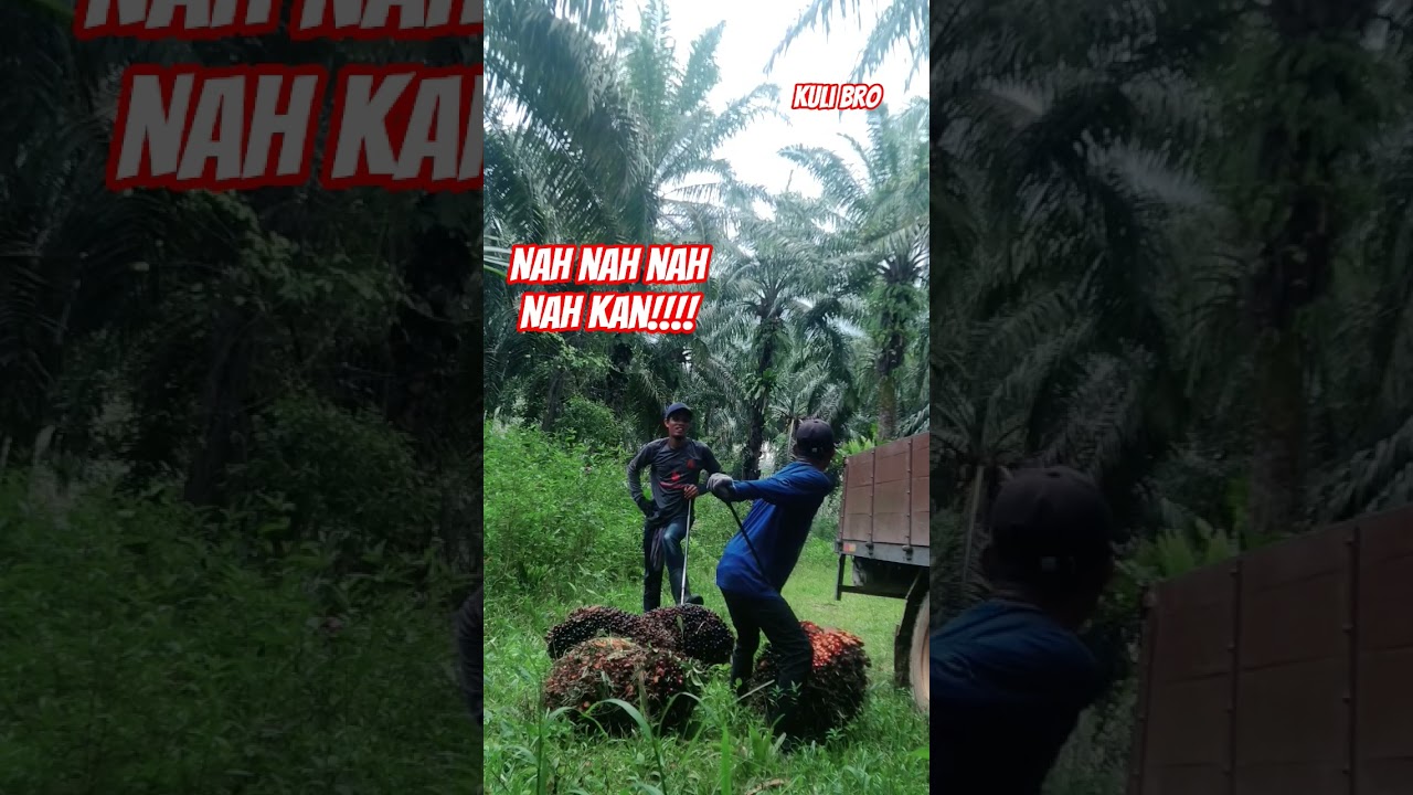NAH KAN #kulibro #sawit #foryou #palmoil #tki #shorts