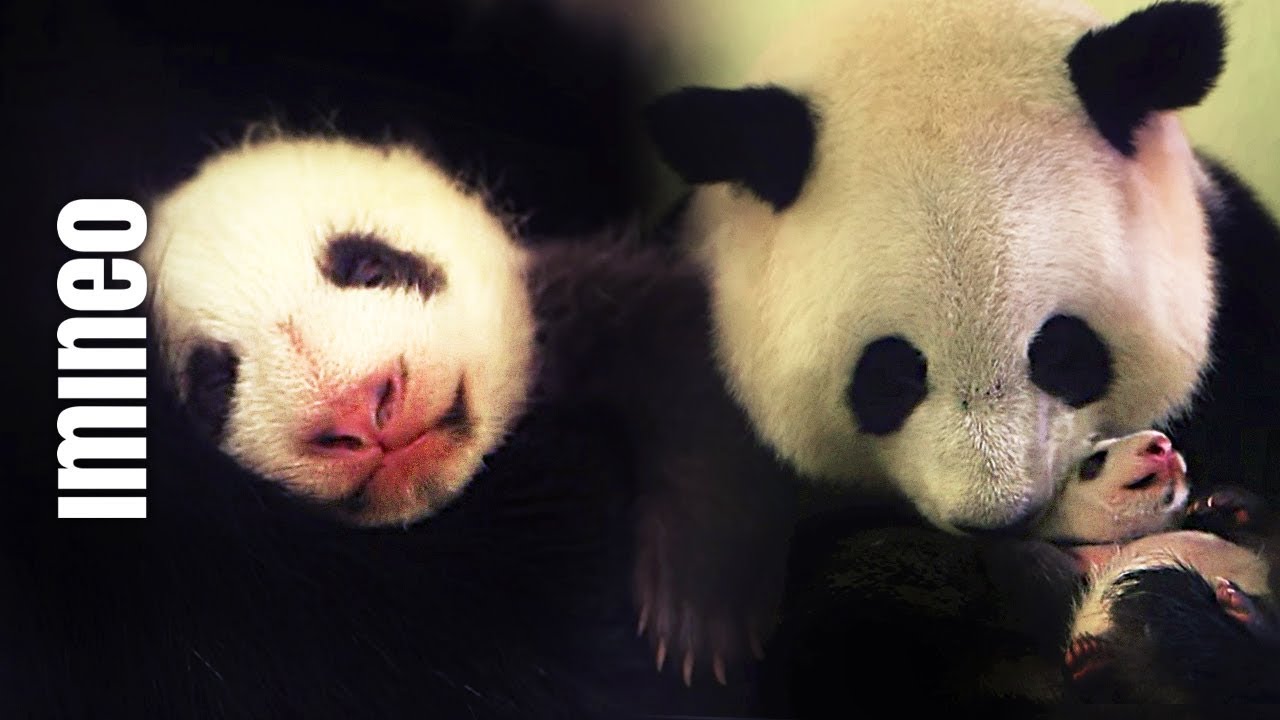 Naissances extraordinaires : Maman Panda met bas