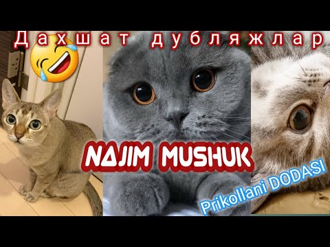 Najim Mushukdan Sveji Hazillar 2020 | Gapiradigan Mushuk | Azikboom prikol dublaj