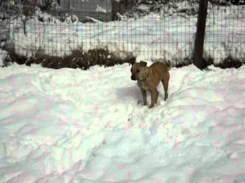 Nala APBT running in snow