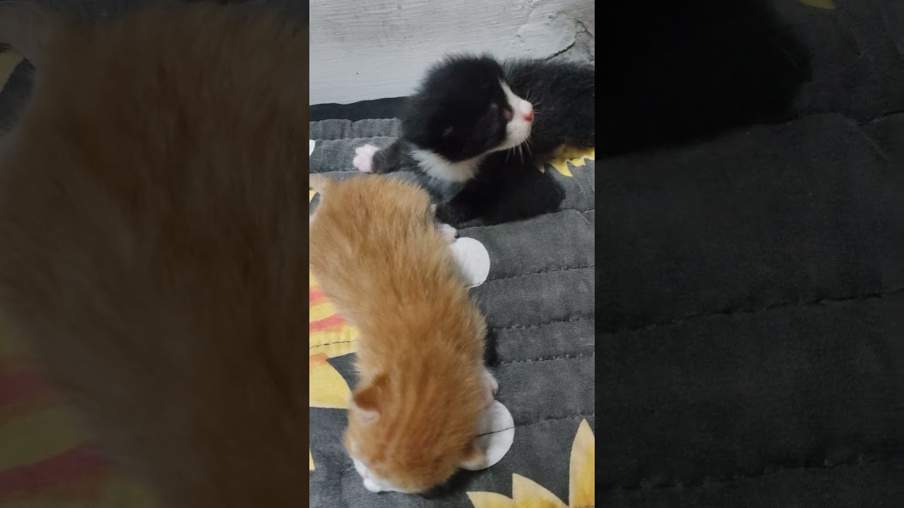 nanganak c Yaome hope lumaki silang maayos#kitten #goodvibes #cute