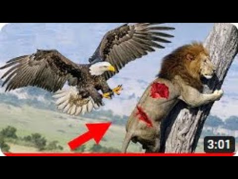 İnanılmaz! Kızgın Kartallar  Aslanlara Saldırıyor ve Aslanlar İçin Trajik Son.