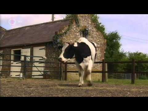 [Napfény farm] Új kutya, régi trükkök [HUN]