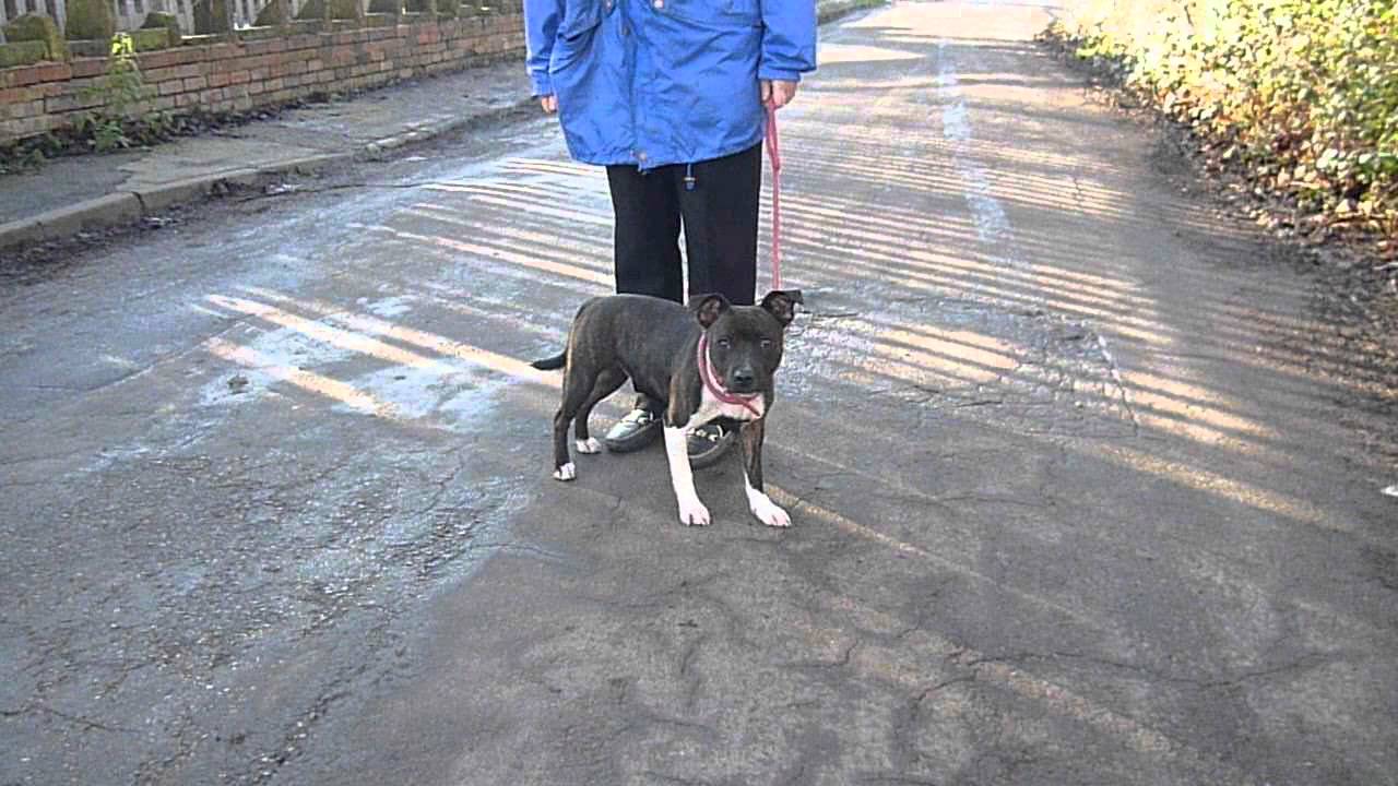 Narla, small young cute Staffy female