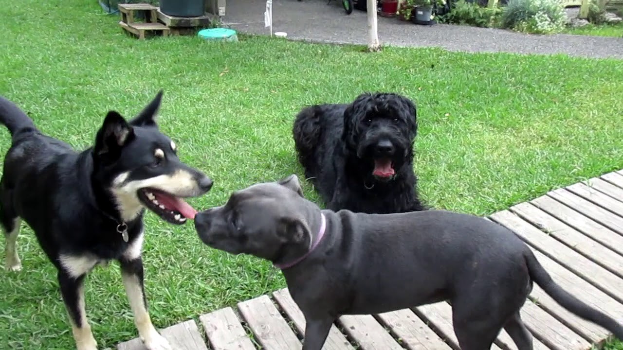Narla (Staffy) socialising