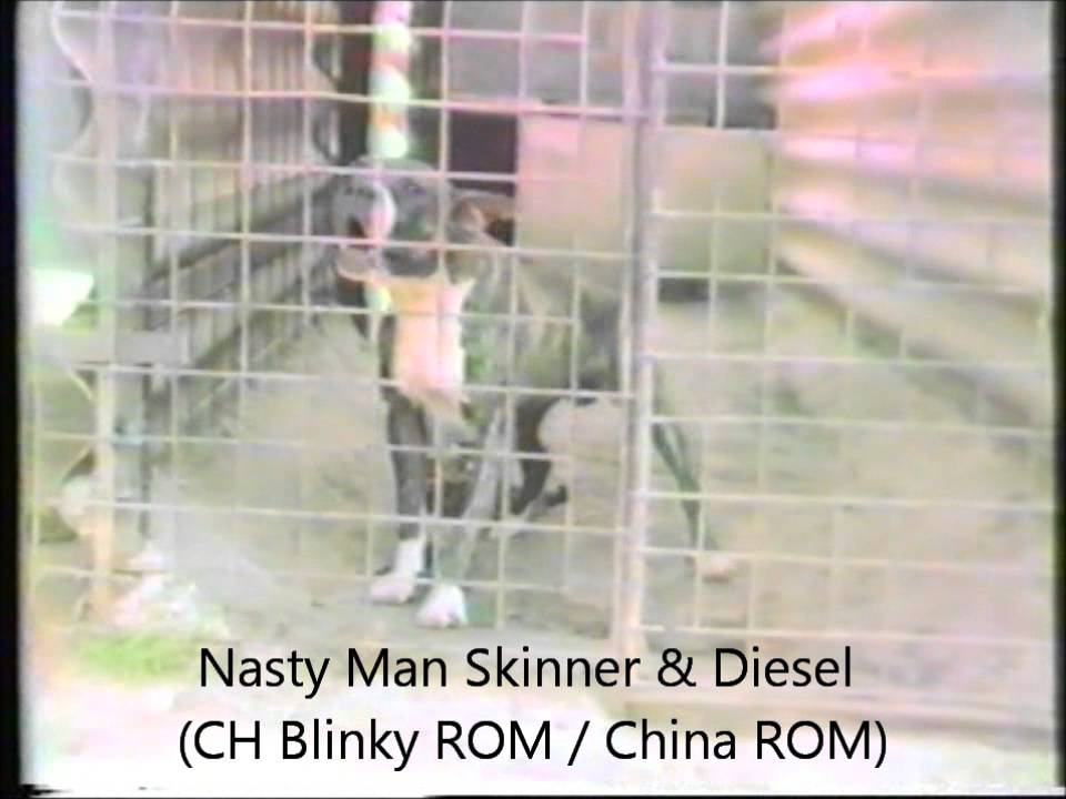 Nastyman Diesel & Skinner (Bros CH Blinky ROM - Garner Sister ROM)