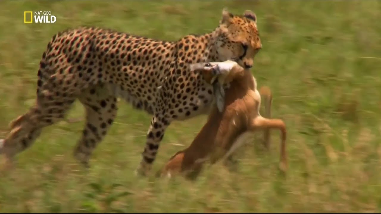Nat Geo Wild - Çita: Ölümcül İçgüdü / Belgesel HD