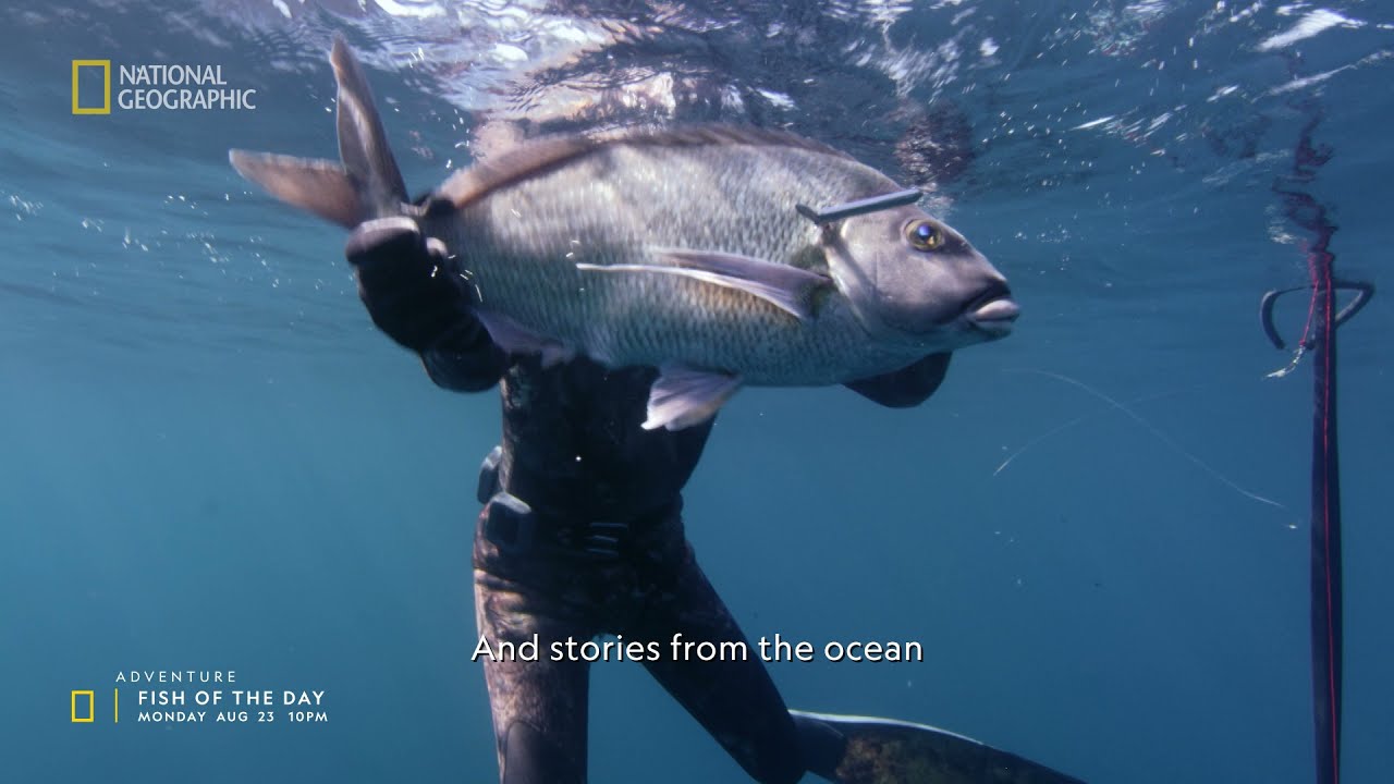 National Geographic Networks Highlight on August
