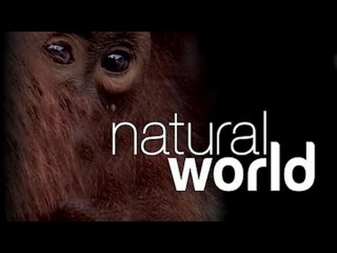 Natural World S19 E13 Hippo Beach