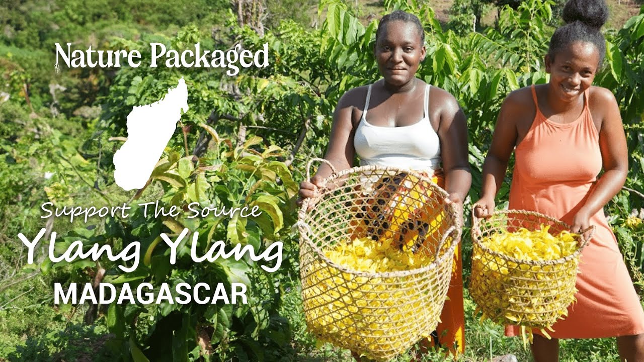Nature Packaged's Ylang Ylang Essential Oil - From Malagassi in Madagascar