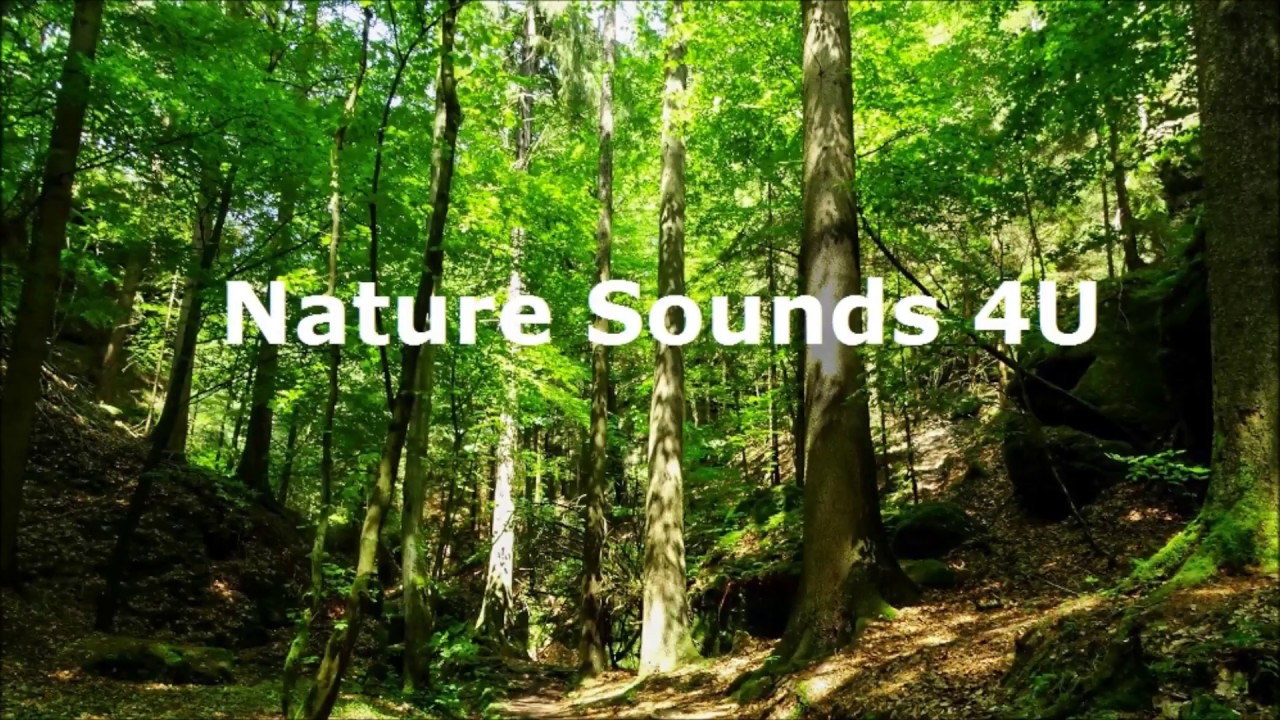 Nature Sounds - Woodpecker and Forest Birds, Denmark spring -relaxing-study-meditation-ambient-ASMR