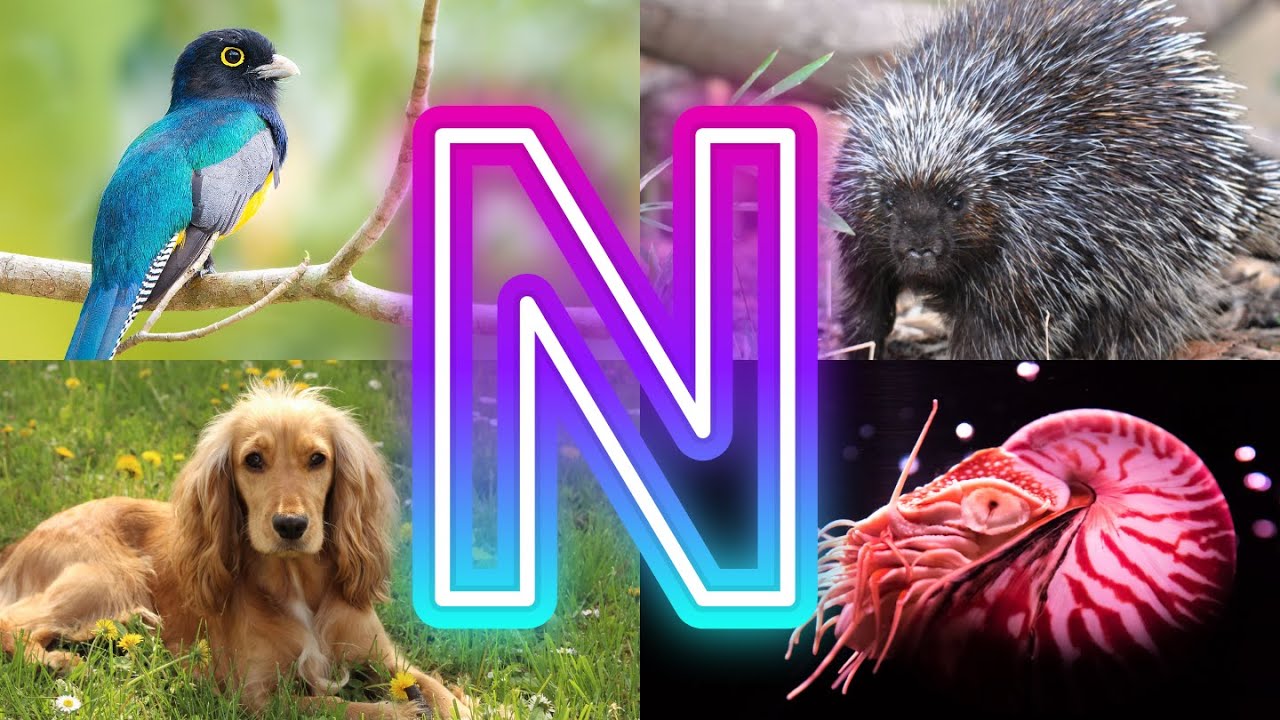 Nature's Wonders: Amazing Animals and Birds That Start with N