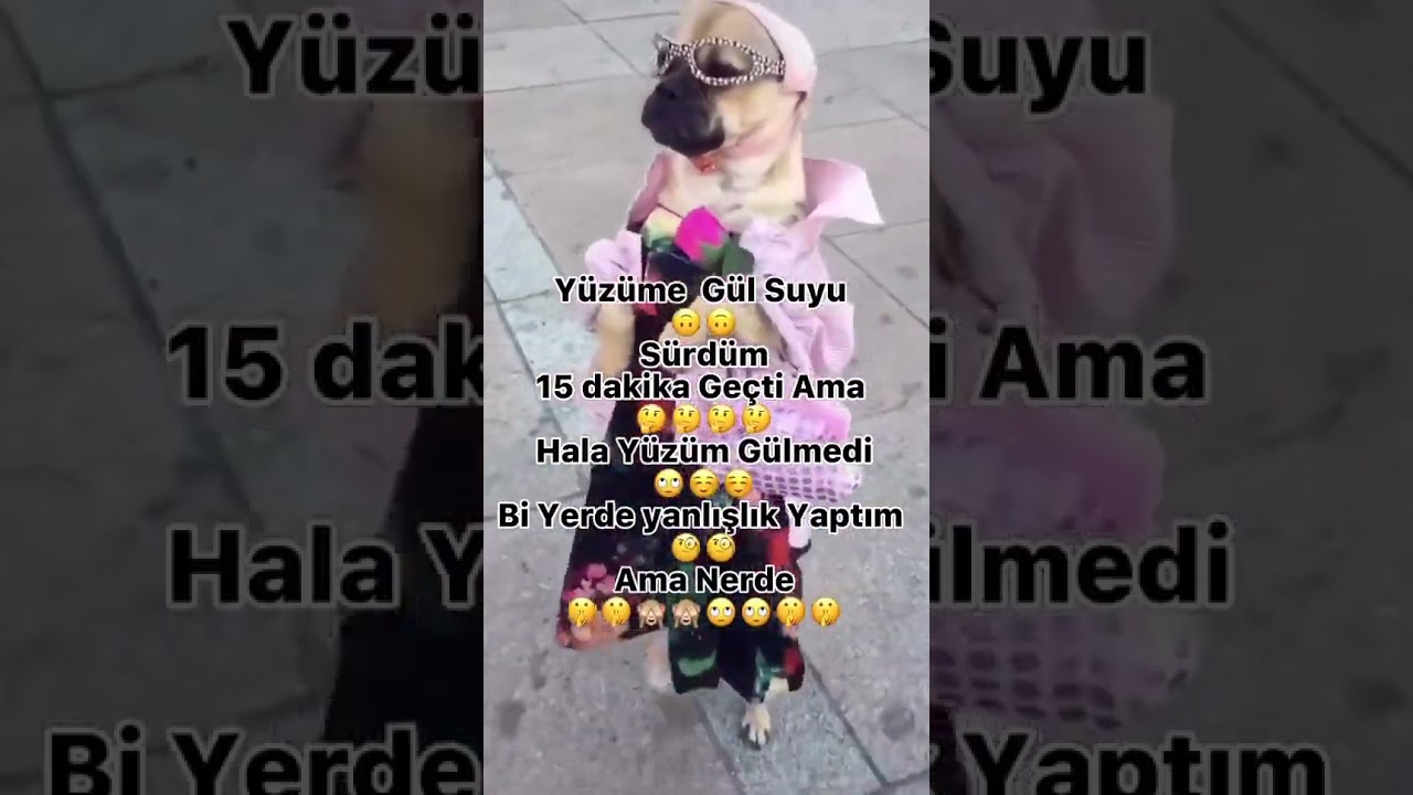Ne demek shit post değil ya