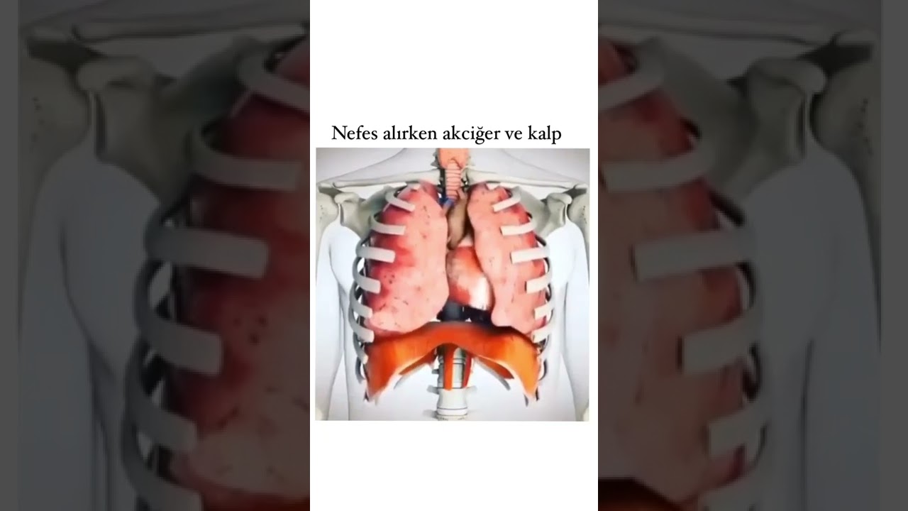 Nefes alırken akciğer ve kalp #insan #ilginç